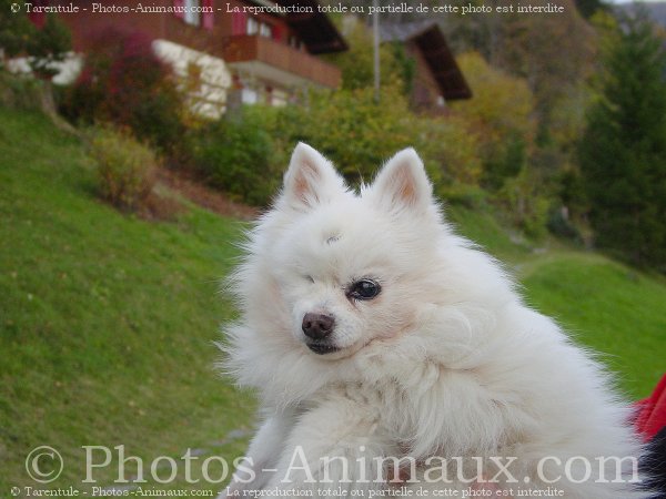 Photo de Spitz moyen