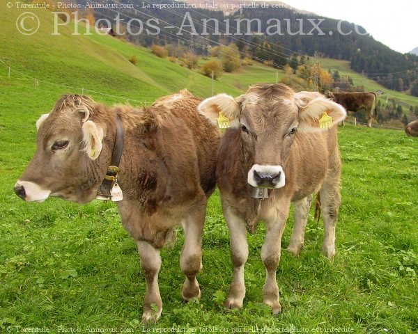 Photo de Vache