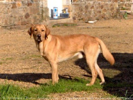 Photo de Labrador retriever