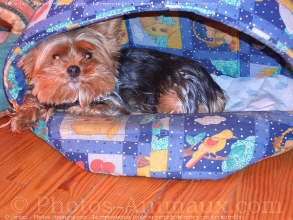 Photo de Yorkshire terrier