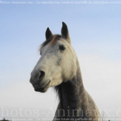 Photo de Croisement