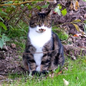 Photo de Chat domestique