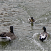 Photo de Canard