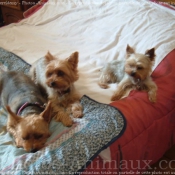 Photo de Yorkshire terrier