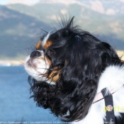 Photo de Cavalier king charles spaniel