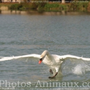 Photo de Cygne