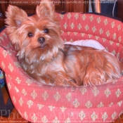 Photo de Yorkshire terrier