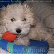 Photo de Bichon  poil fris