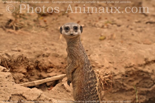 Photo de Suricate