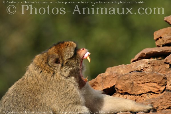 Photo de Singe