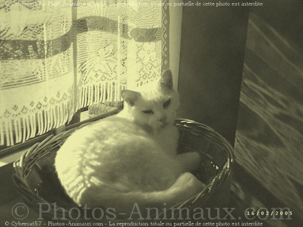 Photo de Chat domestique