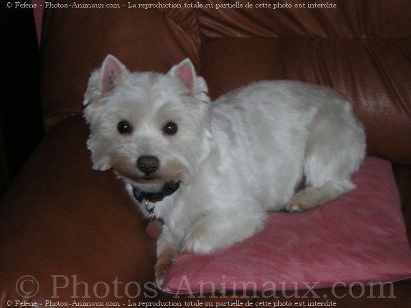 Photo de West highland white terrier