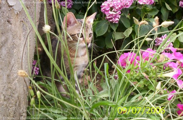 Photo de Chat domestique