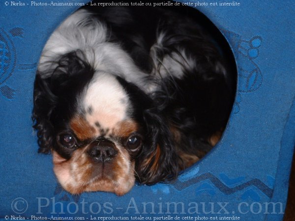 Photo de King charles spaniel