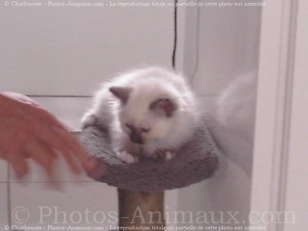 Photo de Sacr de birmanie