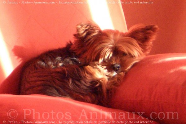 Photo de Yorkshire terrier