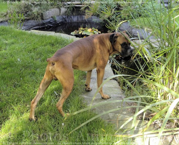 Photo de Boxer