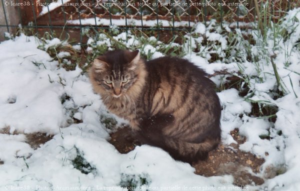 Photo de Chat domestique