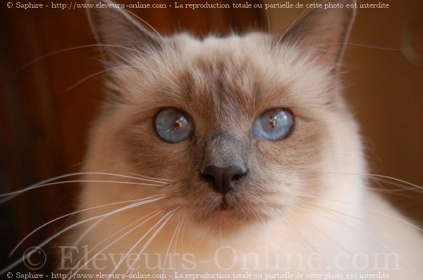 Photo de Sacr de birmanie