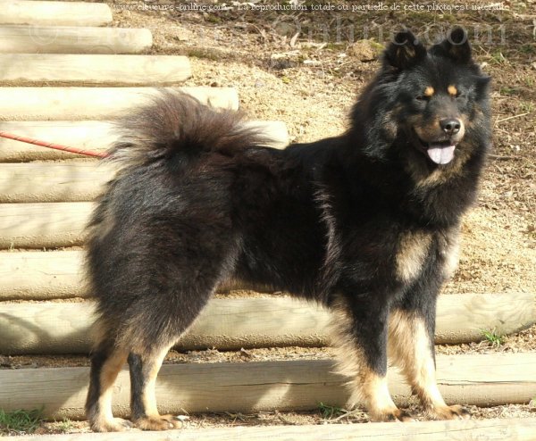 Photo d'Eurasier