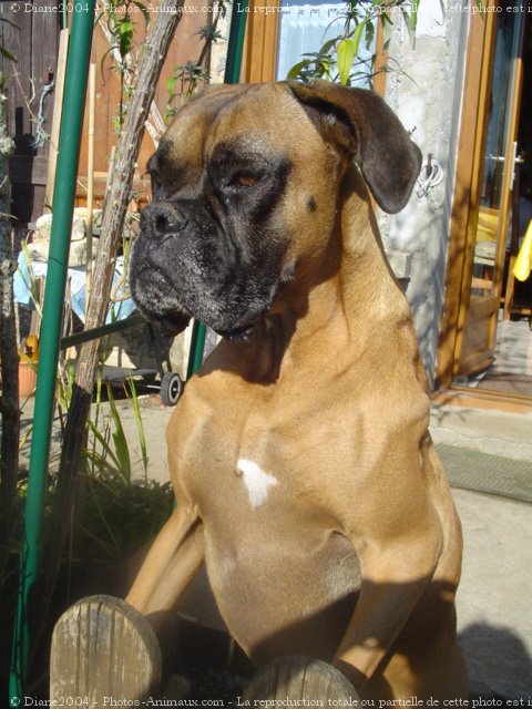 Photo de Boxer