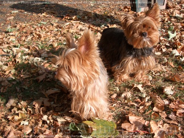 Photo de Yorkshire terrier