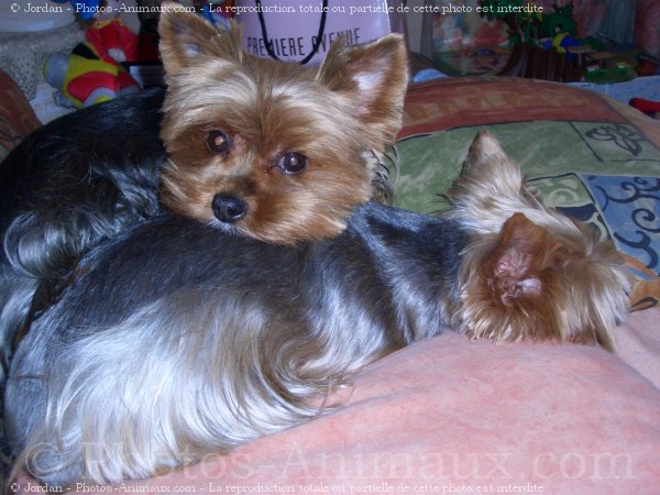 Photo de Yorkshire terrier