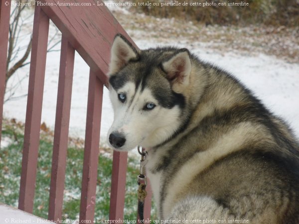 Photo de Husky siberien