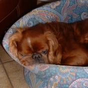 Photo de King charles spaniel