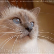 Photo de Sacr de birmanie