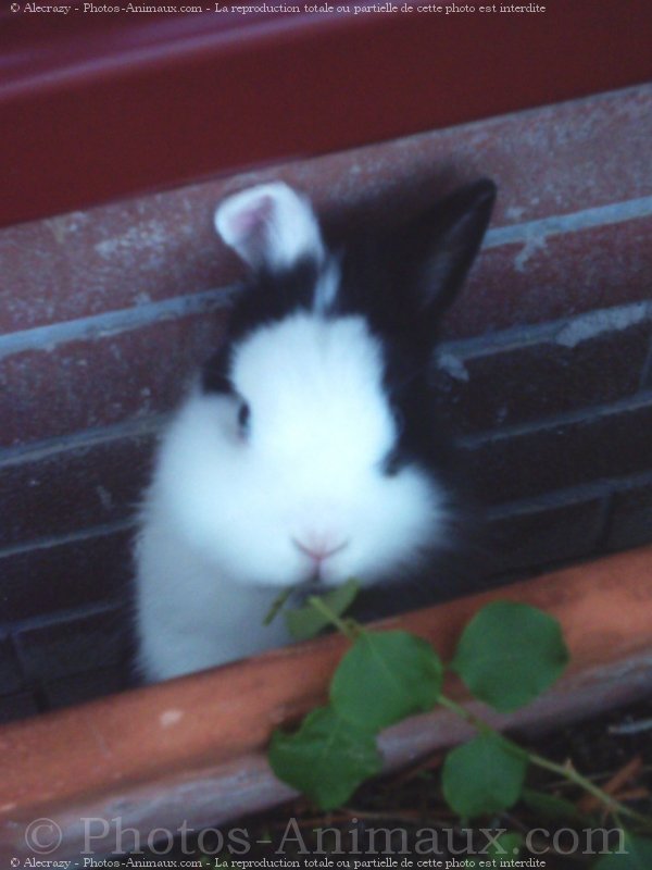 Photo de Lapin