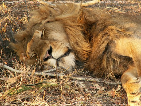 Photo de Lion