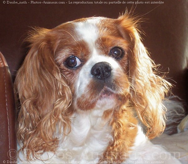 Photo de Cavalier king charles spaniel