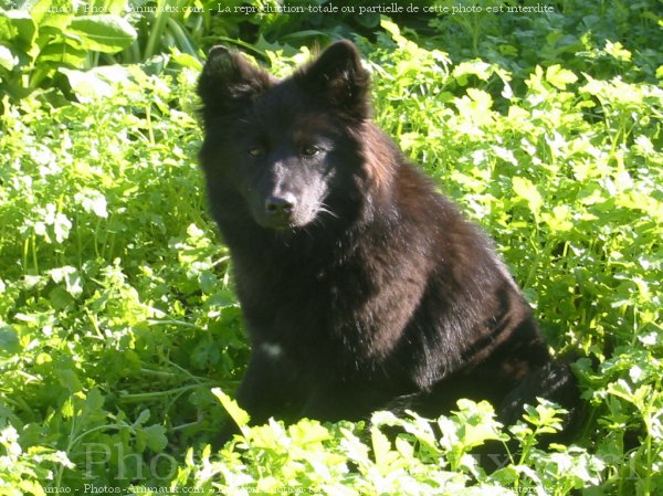 Photo de Chien suedois de laponie