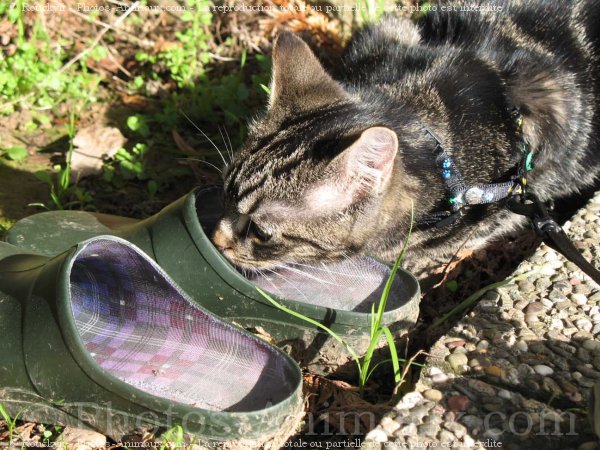 Photo de Chat domestique