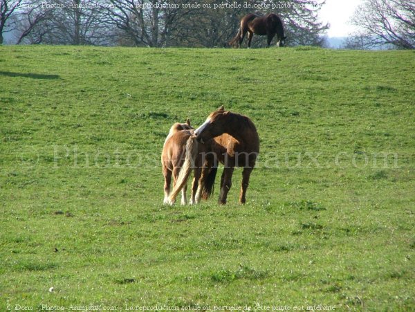 Photo de Races diffrentes