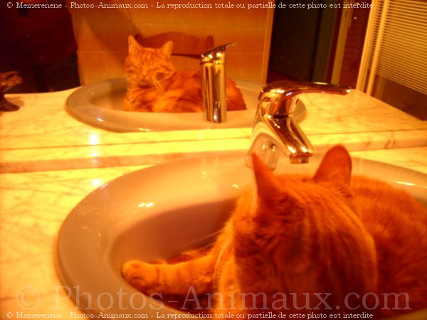 Photo de Chat domestique