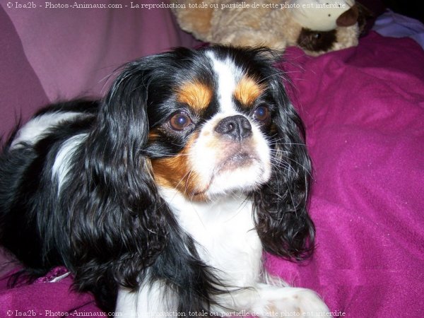 Photo de Cavalier king charles spaniel