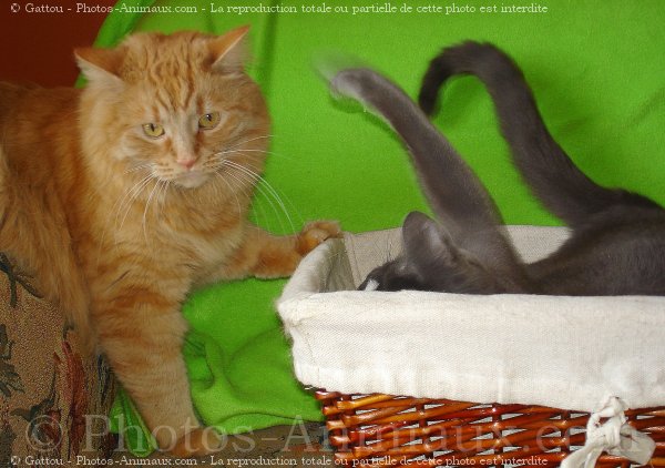 Photo de Chat domestique