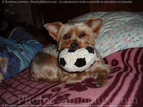 Photo de Yorkshire terrier