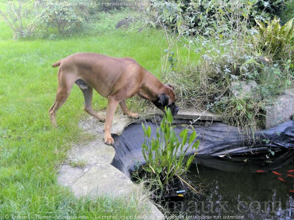 Photo de Boxer