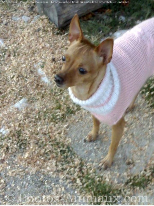 Photo de Pinscher nain