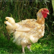 Photo de Poule