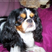 Photo de Cavalier king charles spaniel