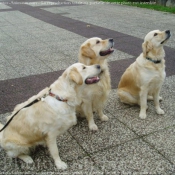 Photo de Golden retriever