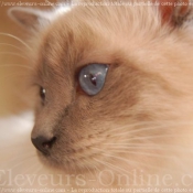 Photo de Sacr de birmanie