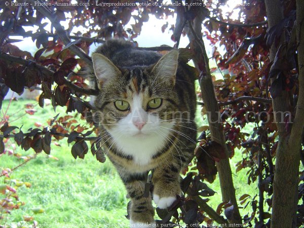 Photo de Chat domestique