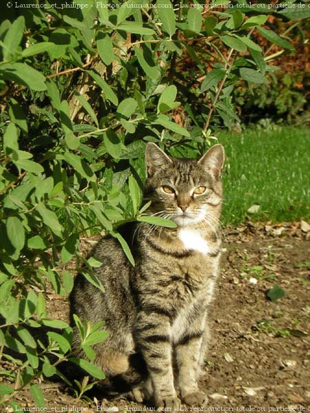 Photo de Chat domestique