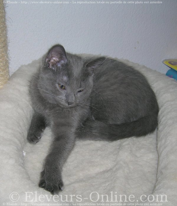 Photo de Chartreux