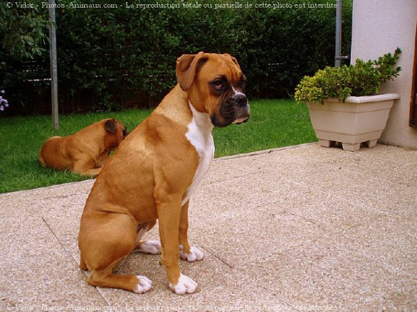 Photo de Boxer